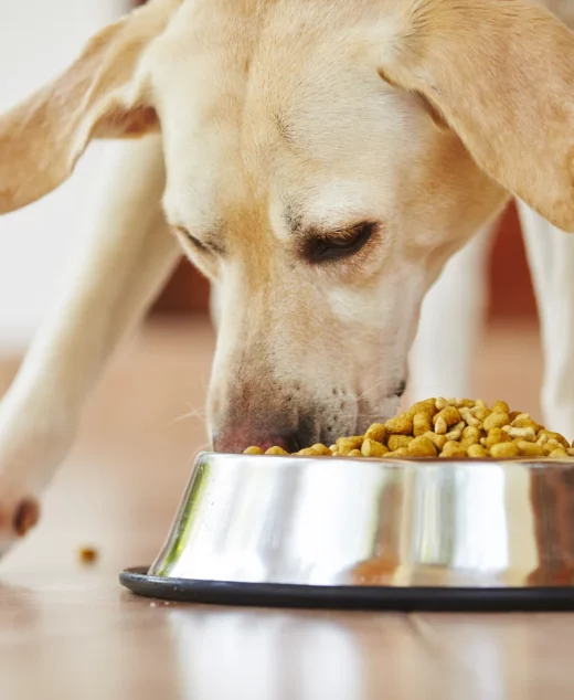 Dog Food