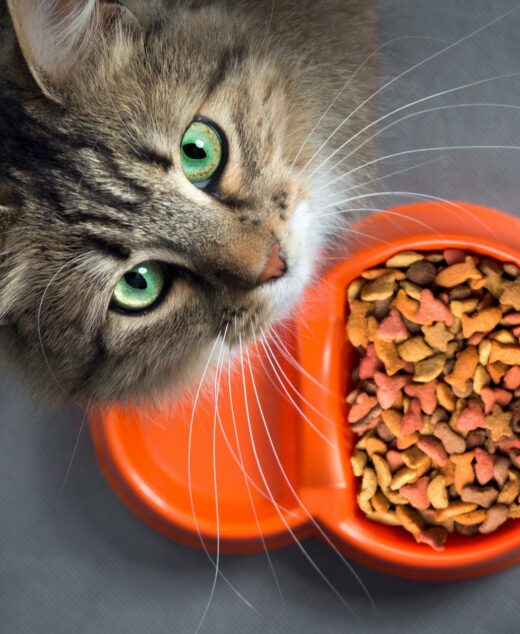 Cat food
